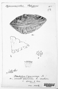 Daedalea quercina image